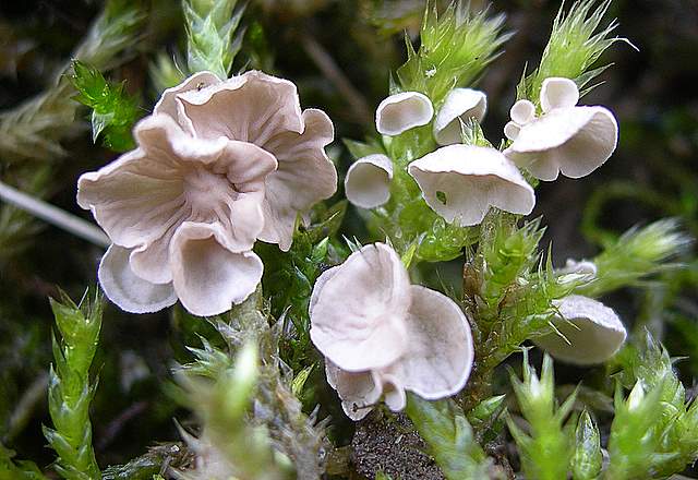 I  Funghi  dopo  l''Uragano